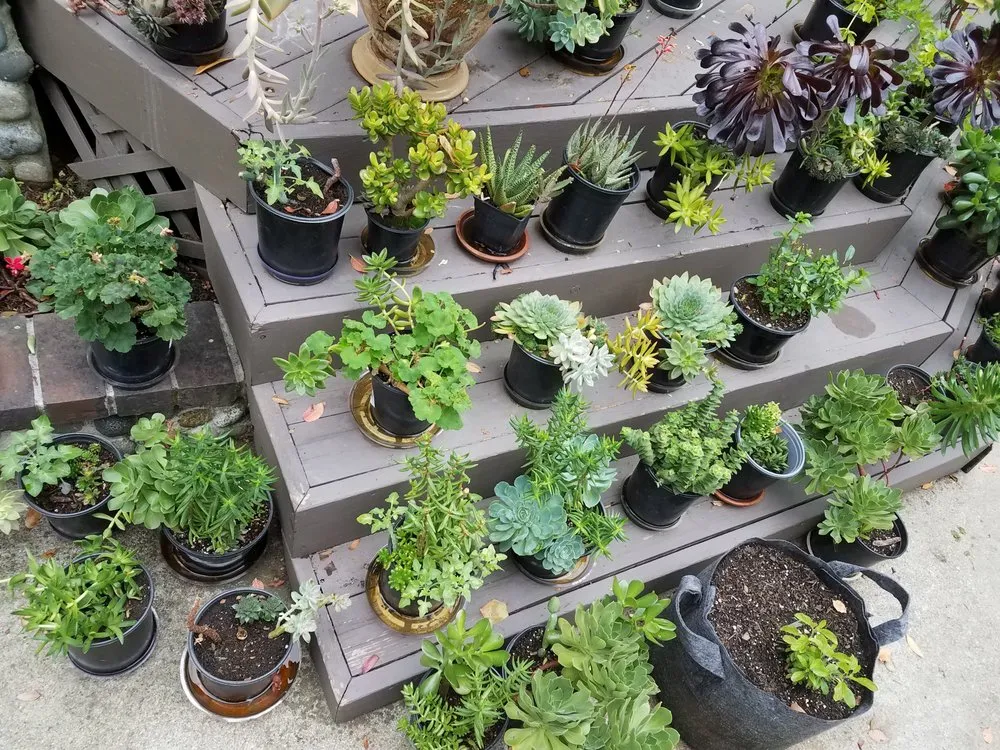 Professional yard maintenance in Danville, CA by Waratuke Nursery and Gardening Services