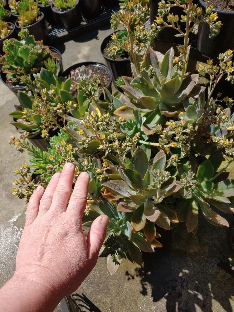 Expert landscaping services experts serving Danville, CA - Waratuke Nursery and Gardening Services