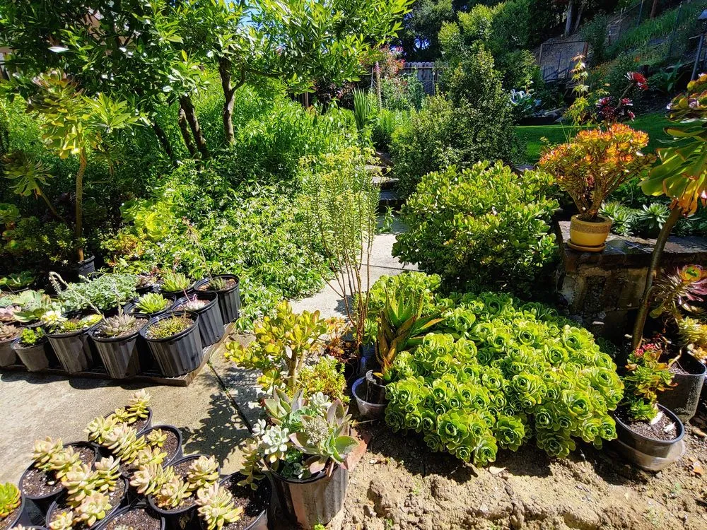 Local yard maintenance for homes in Danville, CA by Waratuke Nursery and Gardening Services