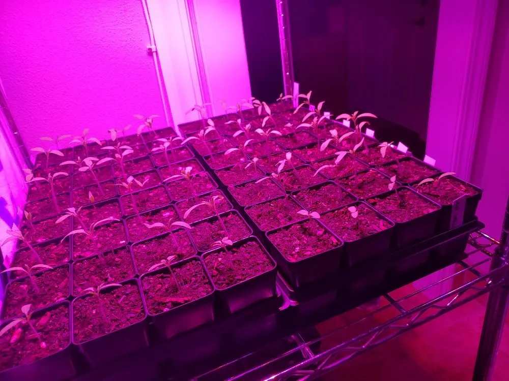 Top-rated landscaping services in Danville, CA by Waratuke Nursery and Gardening Services