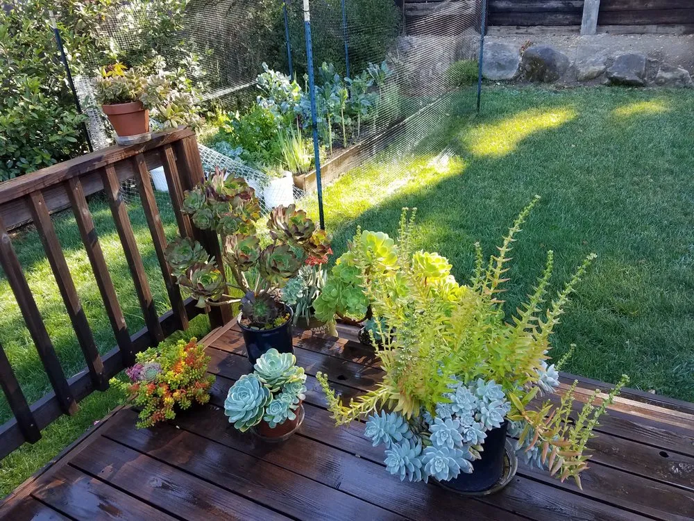 Affordable outdoor landscaping experts serving Danville, CA - Waratuke Nursery and Gardening Services