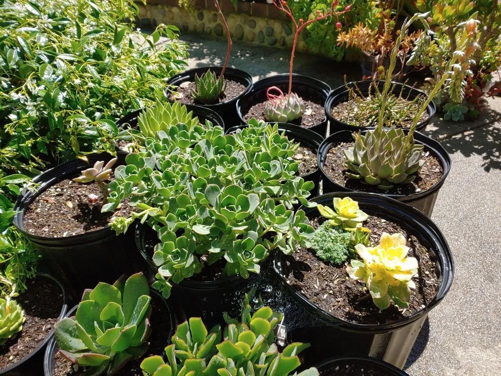 Local garden landscaping for beautiful yards across Danville, CA - Waratuke Nursery and Gardening Services