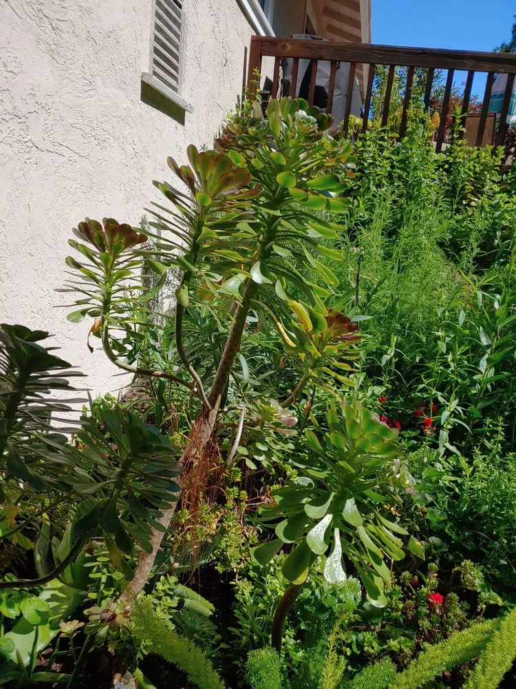 Expert landscaping services for year-round maintenance across Danville, CA - Waratuke Nursery and Gardening Services