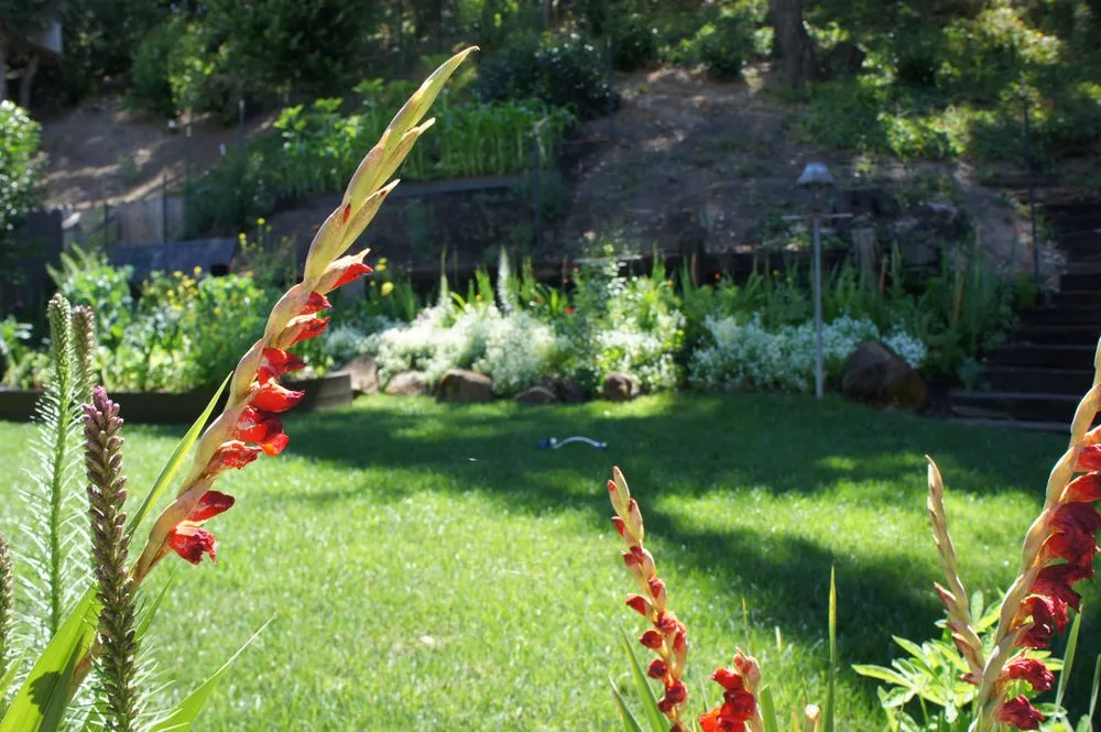 Professional landscape design in Danville, CA - Waratuke Nursery and Gardening Services