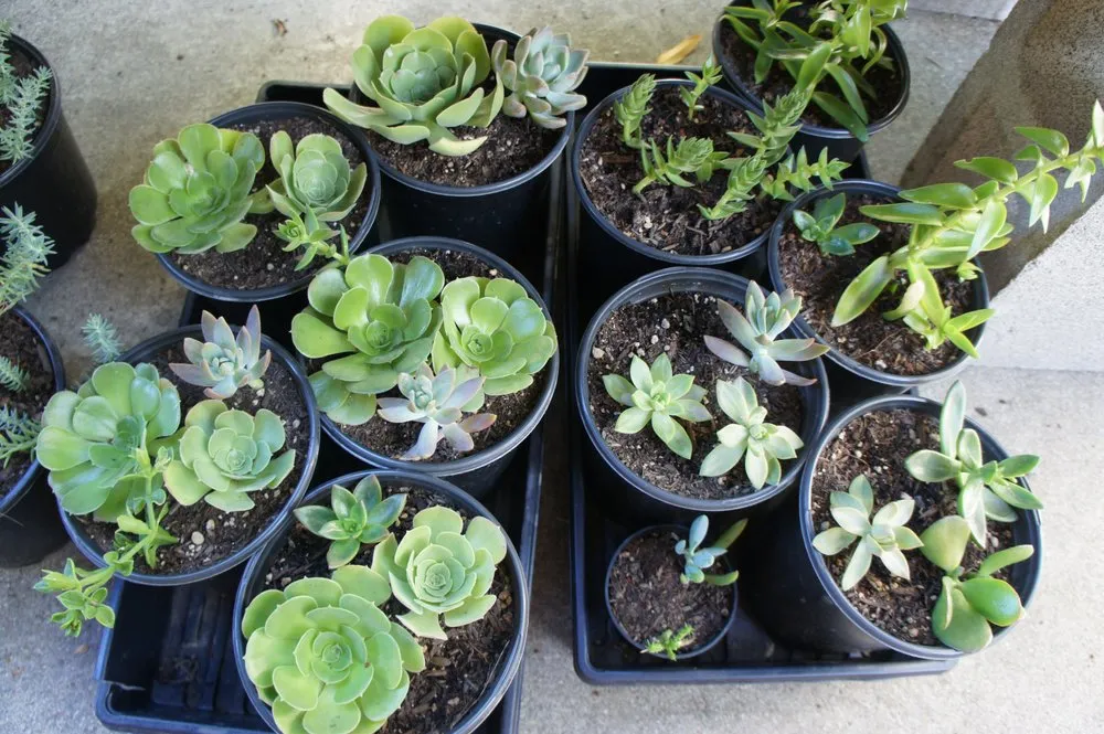 Reliable lawn care service near you in Danville, CA by Waratuke Nursery and Gardening Services