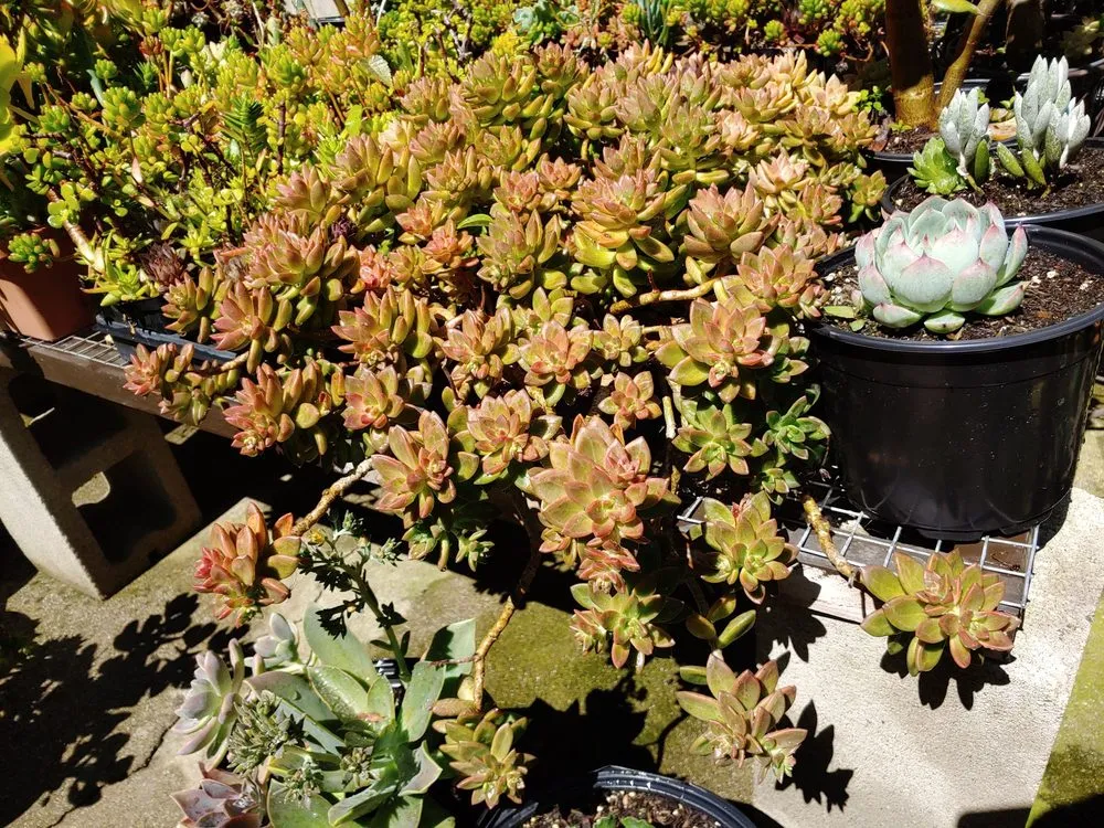 Custom lawn care service in Danville, CA - Waratuke Nursery and Gardening Services