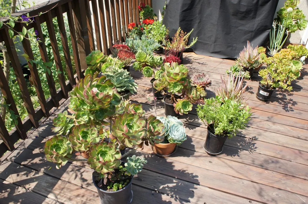 Professional yard maintenance in Danville, CA by Waratuke Nursery and Gardening Services