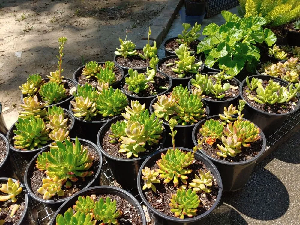 Reliable garden landscaping experts serving Danville, CA - Waratuke Nursery and Gardening Services