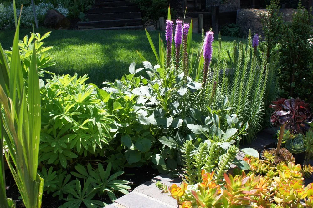 Local yard maintenance in Danville, CA - Waratuke Nursery and Gardening Services