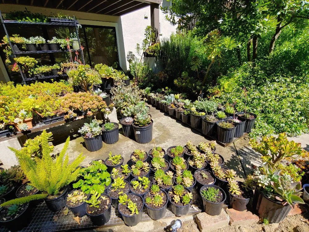 Professional landscape design experts serving Danville, CA - Waratuke Nursery and Gardening Services