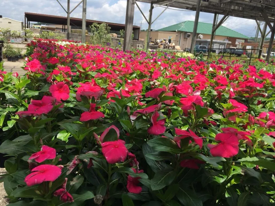 Custom residential landscaping experts serving Flovilla, GA - Wards Landscaping