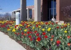 Trusted landscaping services in Longmont, CO by Ward's Lawn Service
