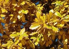 Affordable yard maintenance in Longmont, CO - Ward's Lawn Service