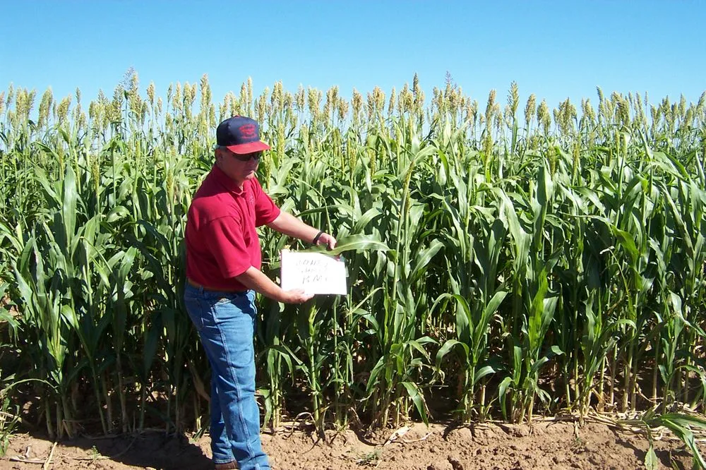 Expert residential landscaping with custom design in Rapid City, SD by Warne Green Force