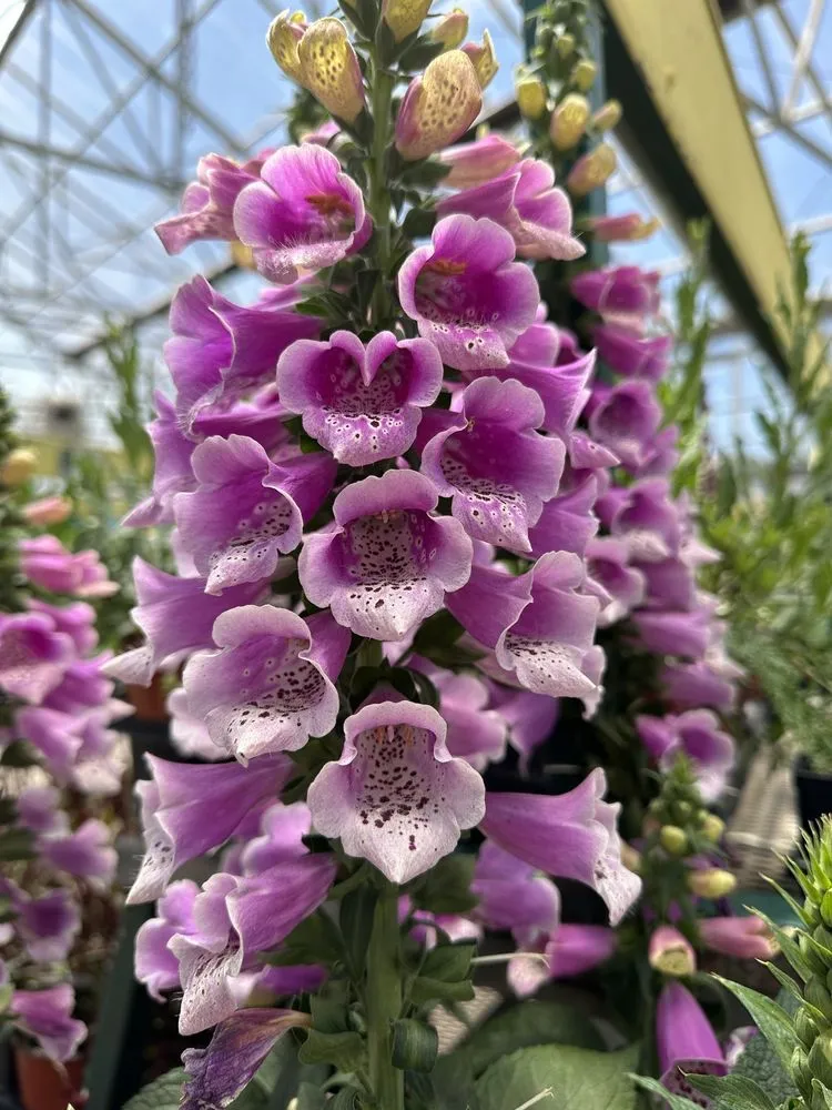 Custom landscaping services for residential properties across Flagstaff, AZ - Warner's Nursery & Landscape