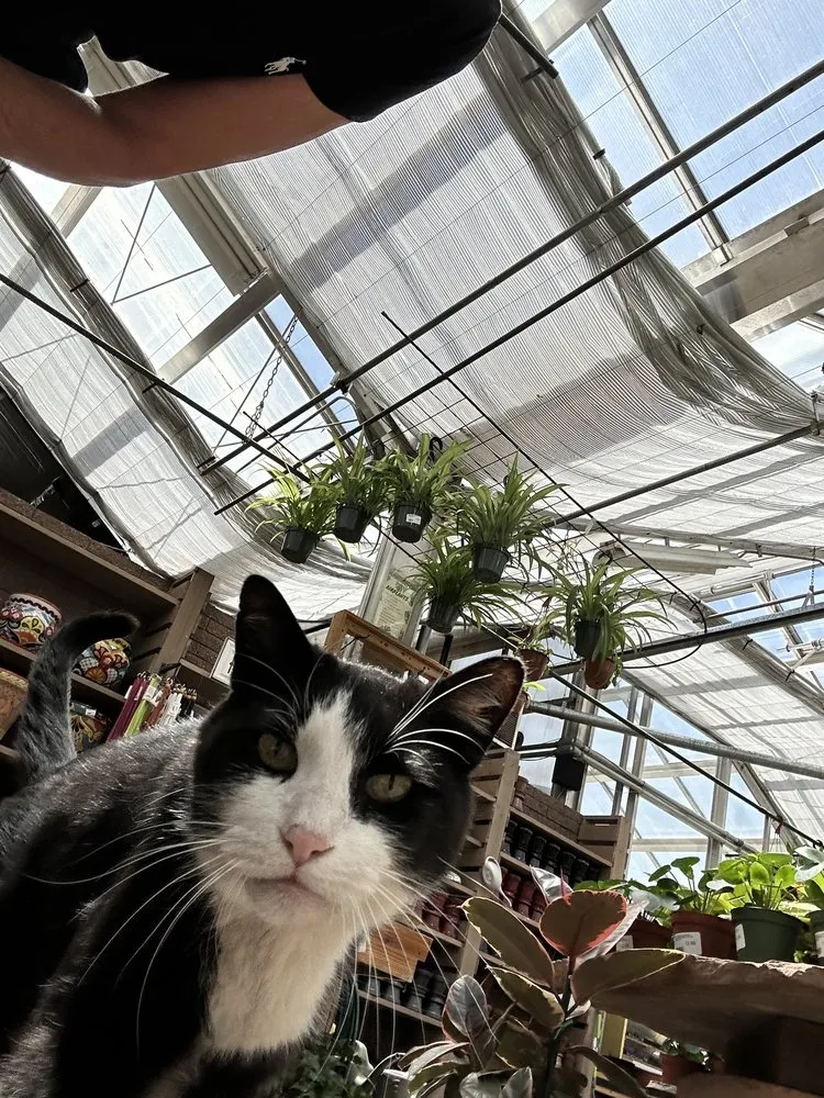 Local yard maintenance in Flagstaff, AZ by Warner's Nursery & Landscape