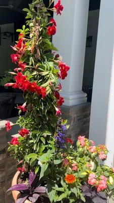 Warren Lewis Landscaping