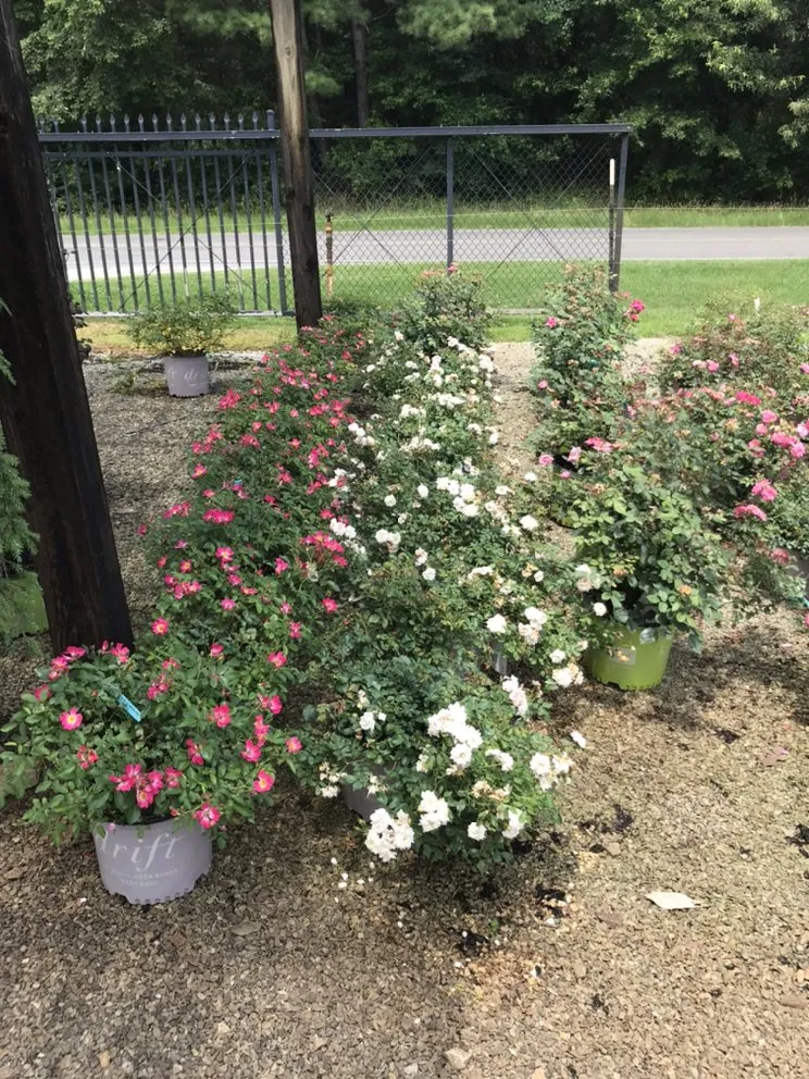 Affordable garden landscaping in Creedmoor, NC - Warren’s Landscaping