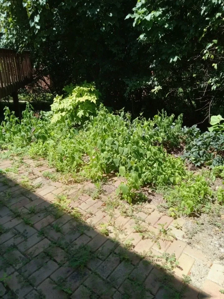 Custom yard cleanup service for outdoor upgrades in Milford, OH by Warrens Landscaping