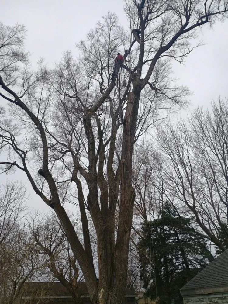 Reliable landscaping services in Fenton, MI by Warrens Lawns and Trees