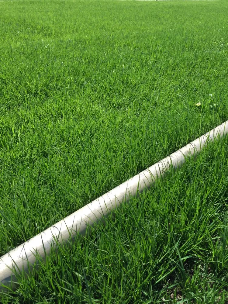 Reliable lawn care service in Woodland, CA - Warren's Turf