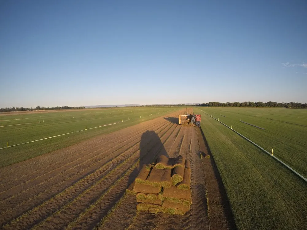 Expert landscape installation in Woodland, CA - Warren's Turf