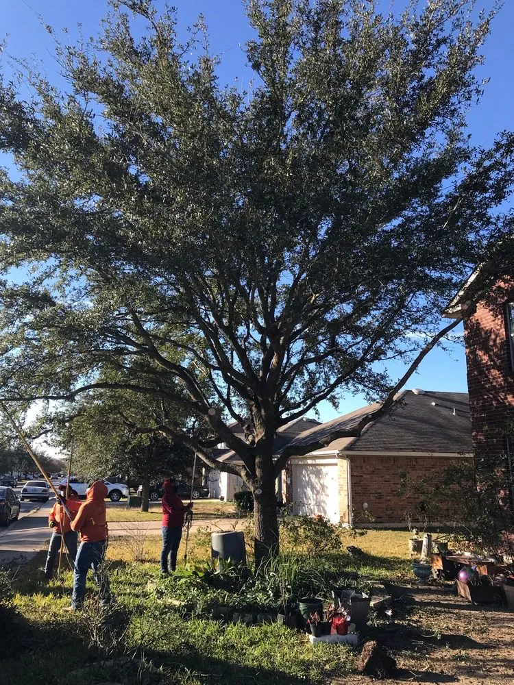 Custom landscape installation for residential properties in Round Rock, TX by Warriors Tree Service