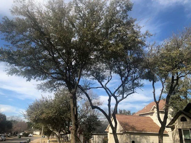 Trusted yard maintenance in Round Rock, TX by Warriors Tree Service