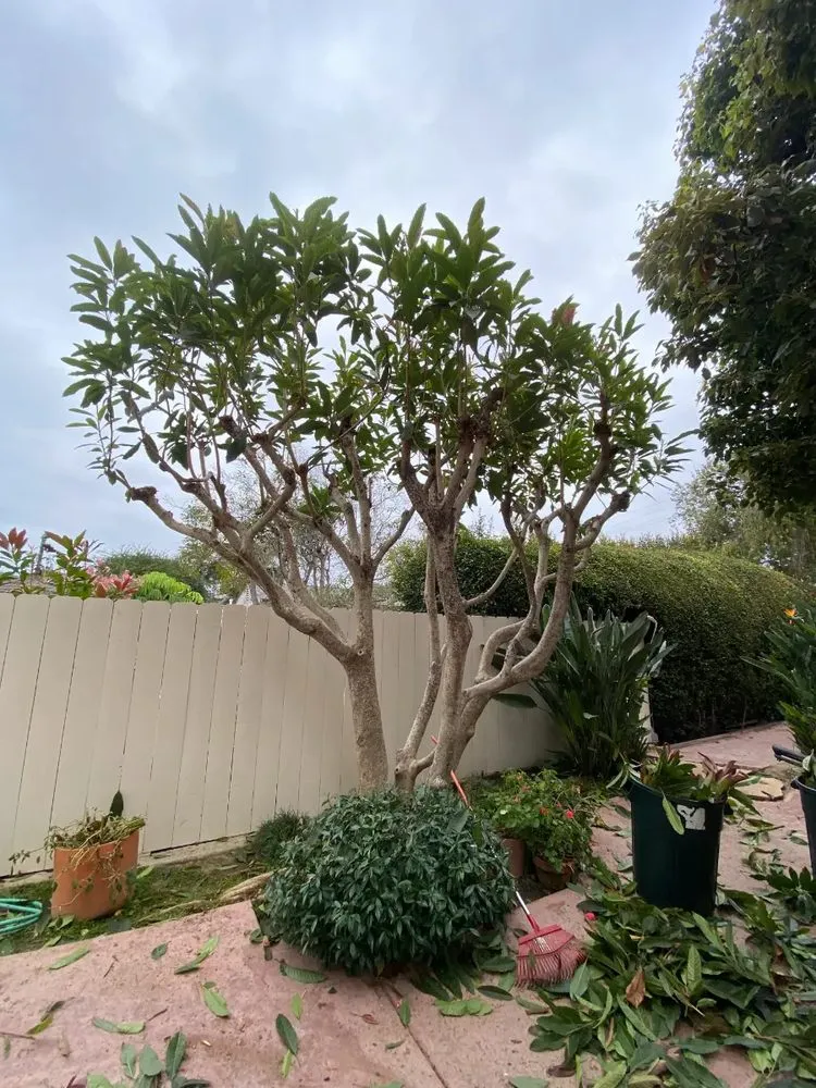 Affordable landscape installation in San Diego, CA by WAS Landscaping