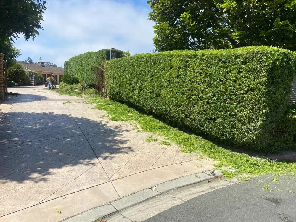 Top-rated landscape installation in San Diego, CA - WAS Landscaping