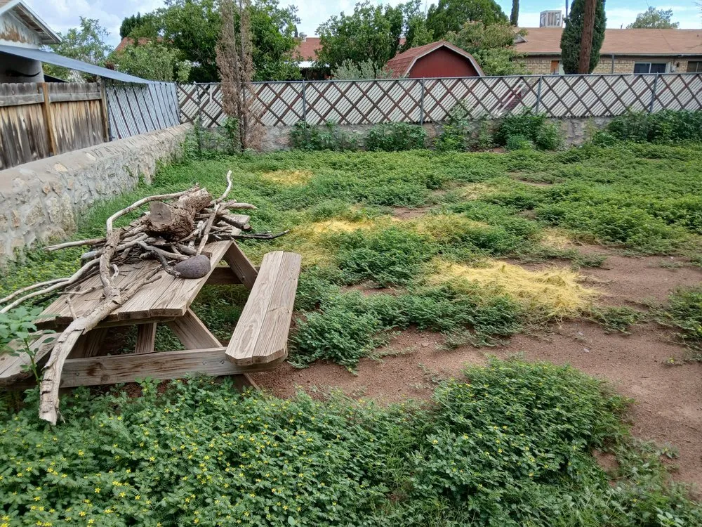 Affordable yard maintenance in El Paso, TX by Washington Landscaping and Maintenance