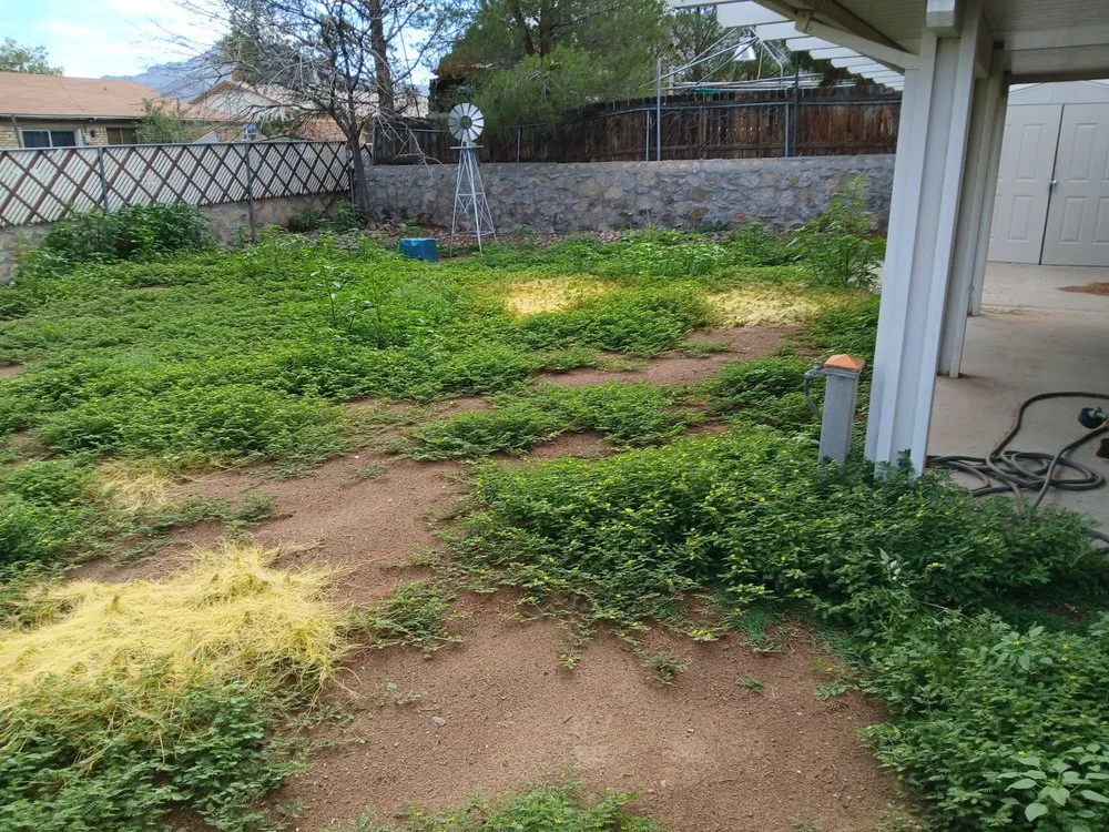 Expert lawn mowing service experts serving El Paso, TX - Washington Landscaping and Maintenance