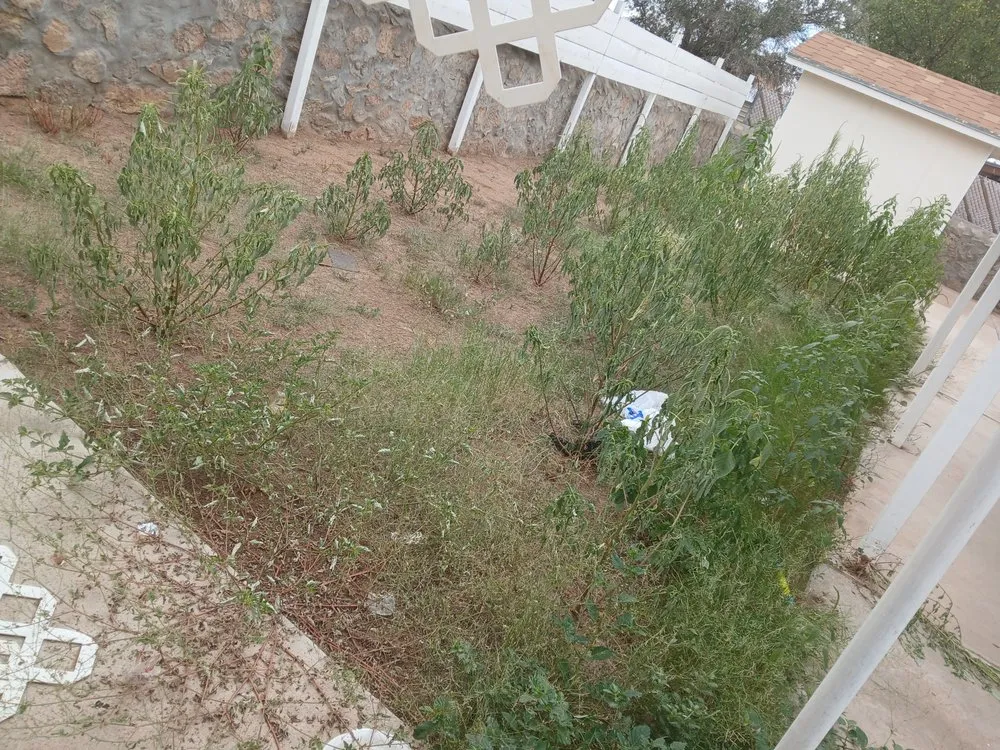 Reliable landscape installation in El Paso, TX - Washington Landscaping and Maintenance