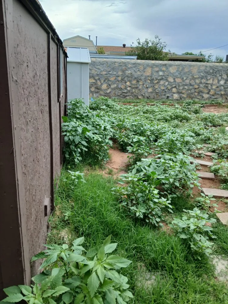 Affordable lawn mowing service experts serving El Paso, TX - Washington Landscaping and Maintenance