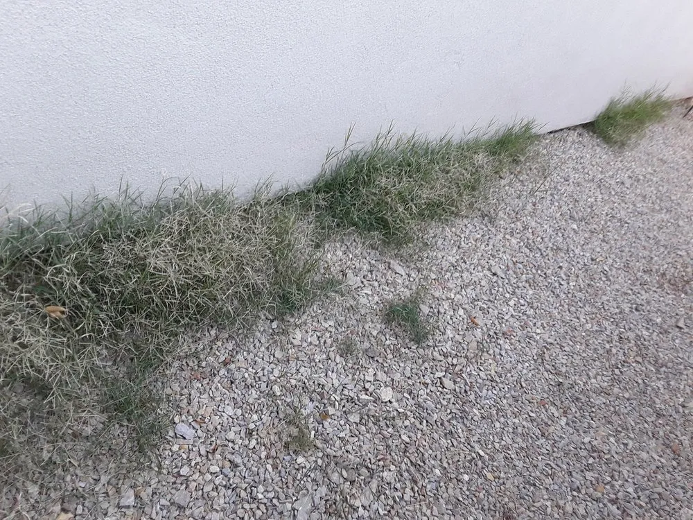 Trusted yard cleanup service experts serving Las Cruces, NM - Wasser & Wasser Inc. Landscape Management