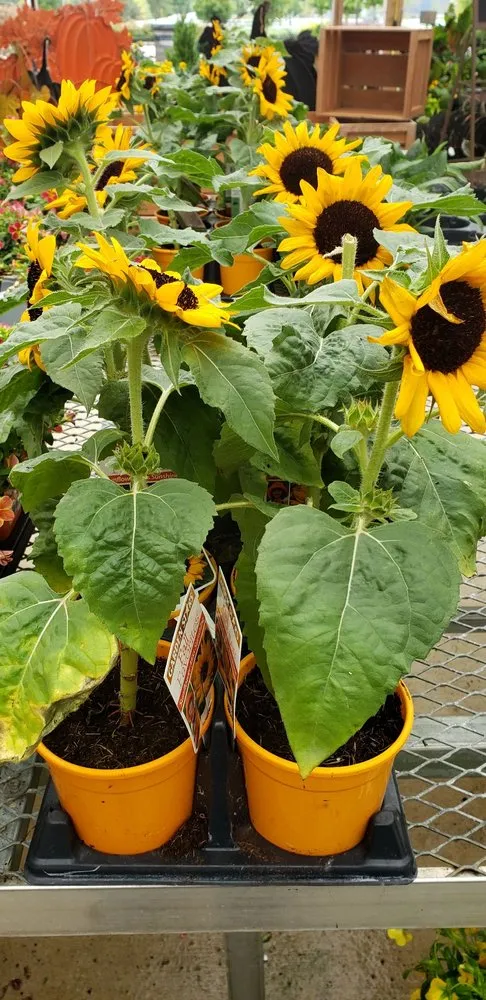 Custom lawn mowing service in Fishers, IN - Wasson