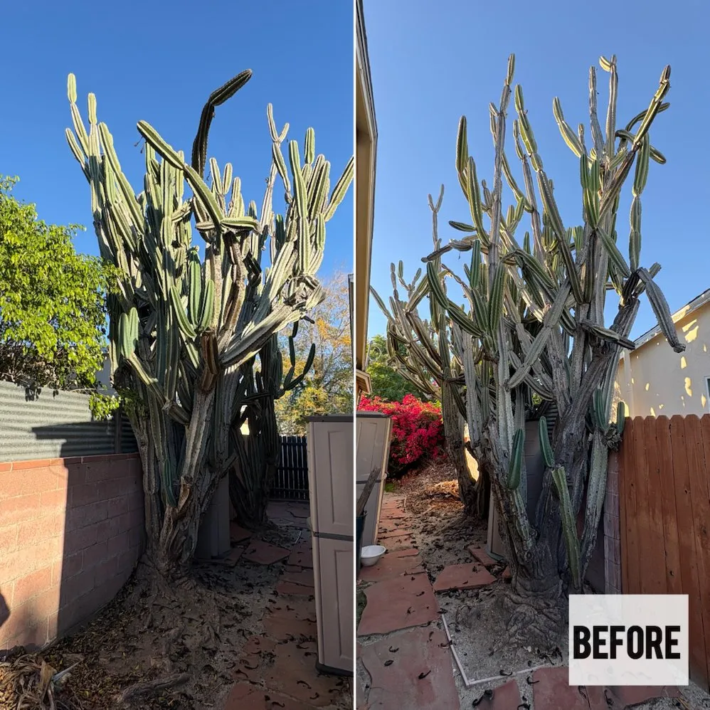 Expert landscape installation for year-round maintenance in Sylmar, CA by Waste Unlimited Brush Clearance & Tree Service