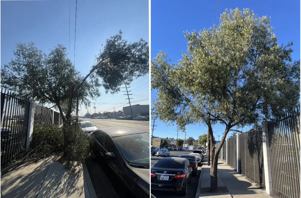 Reliable landscape installation in Sylmar, CA by Waste Unlimited Brush Clearance & Tree Service