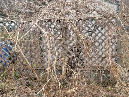 Waswick Lawncare and Landscaping