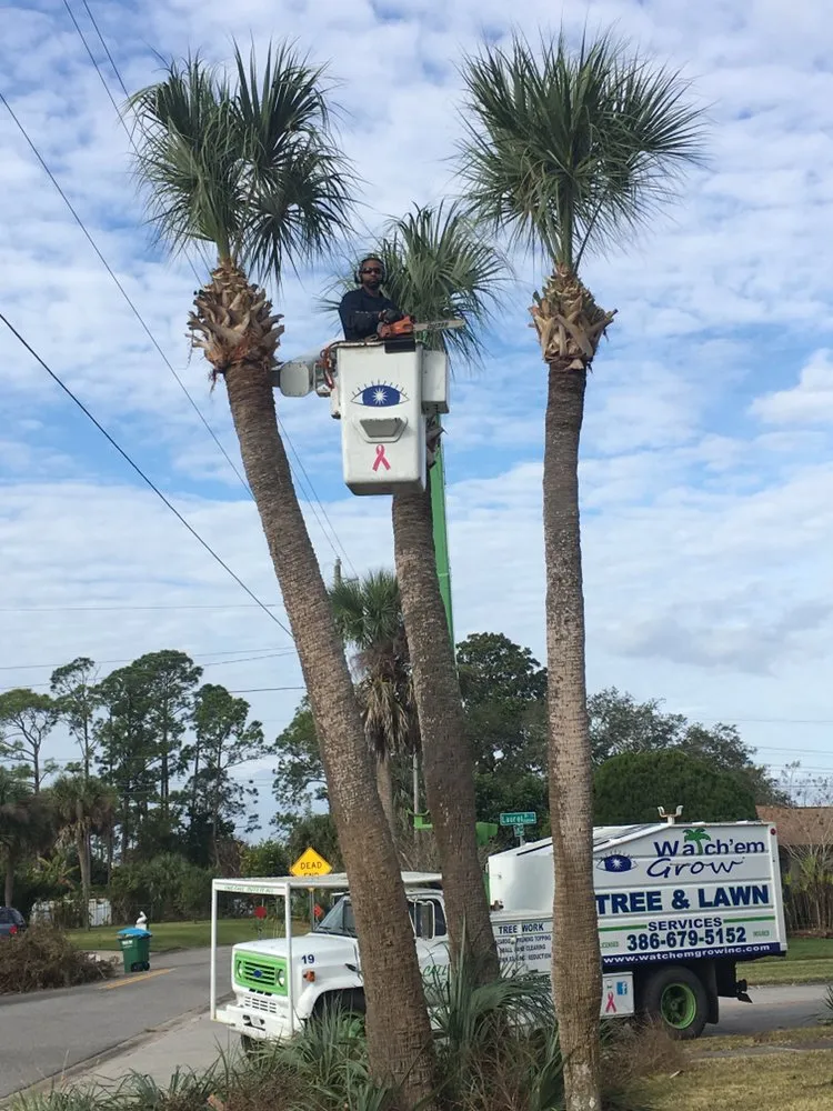 Local yard cleanup service in Daytona Beach, FL - Watch'em Grow Tree and Lawn Services