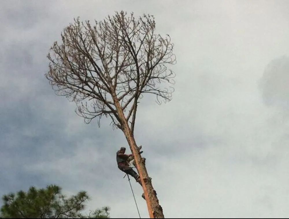 Expert lawn care service near you in Daytona Beach, FL by Watch'em Grow Tree and Lawn Services