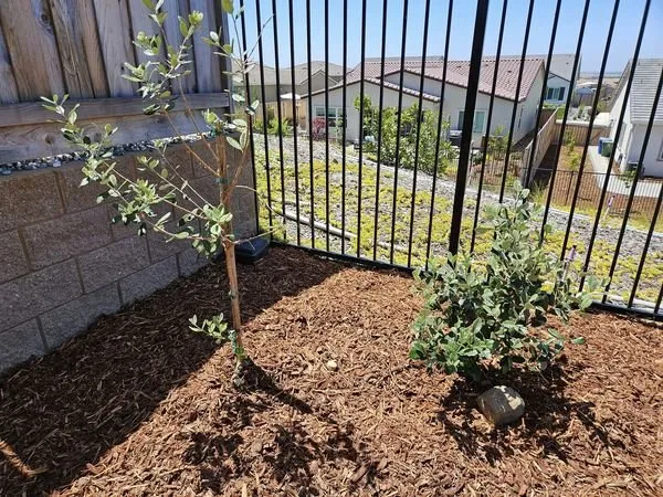 Professional lawn care service for residential properties across Arden-Arcade, CA - Water-Wise Landscaping