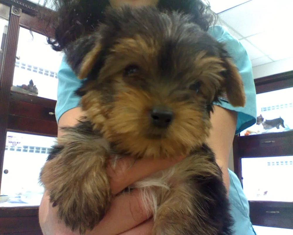 Affordable landscaping services for year-round maintenance in Davie, FL by Waterboy Sprinkler Pros