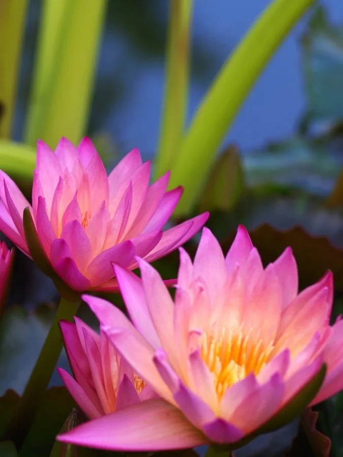 Reliable landscaping services for year-round maintenance in Albuquerque, NM by Watercolors Aquatic Farms