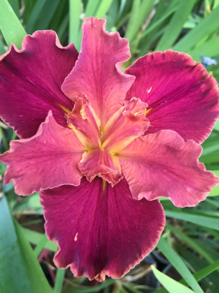 Top-rated yard cleanup service experts serving Albuquerque, NM - Watercolors Aquatic Farms