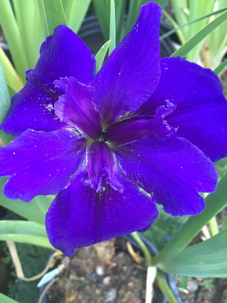 Custom landscape design experts serving Albuquerque, NM - Watercolors Aquatic Farms