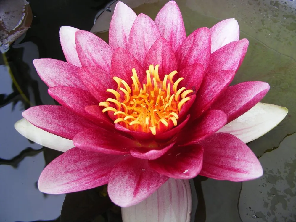 Affordable yard maintenance for outdoor upgrades in Albuquerque, NM by Watercolors Aquatic Farms