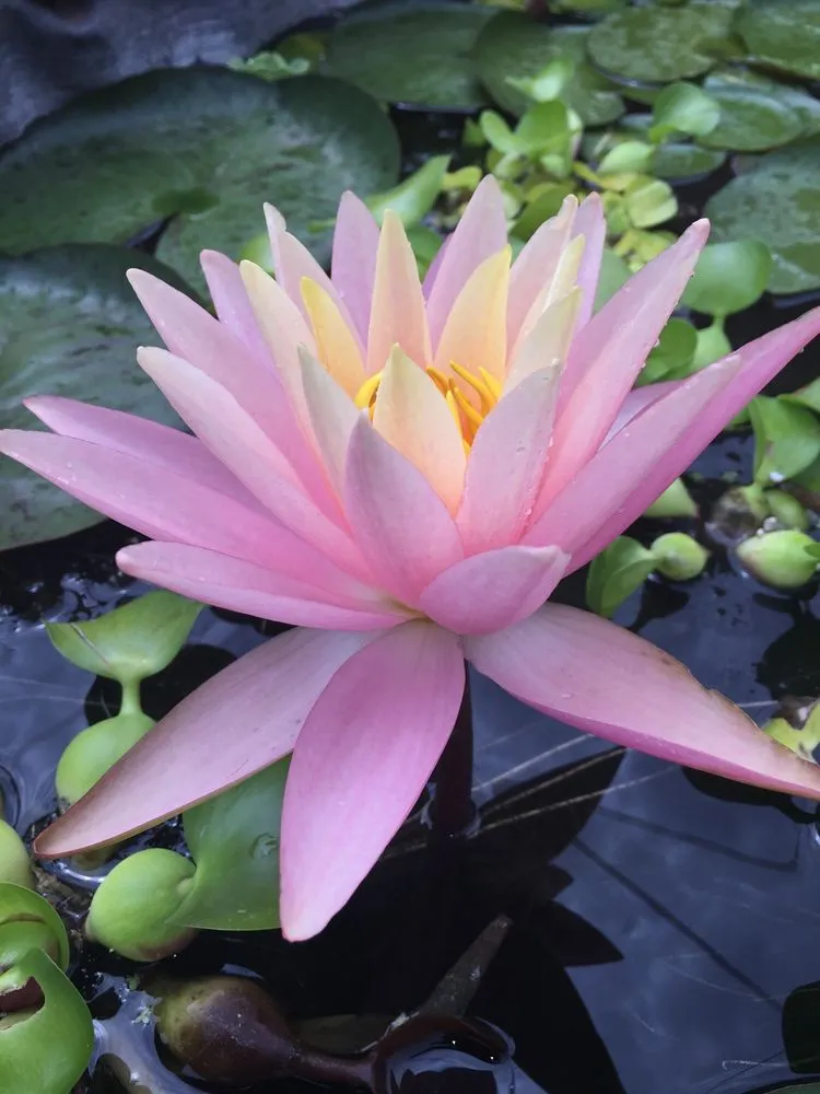 Expert landscape installation in Albuquerque, NM - Watercolors Aquatic Farms