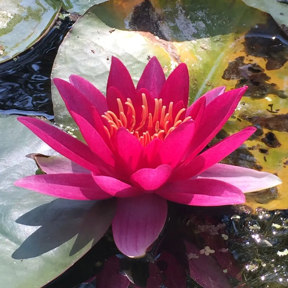 Expert residential landscaping for year-round maintenance across Albuquerque, NM - Watercolors Aquatic Farms