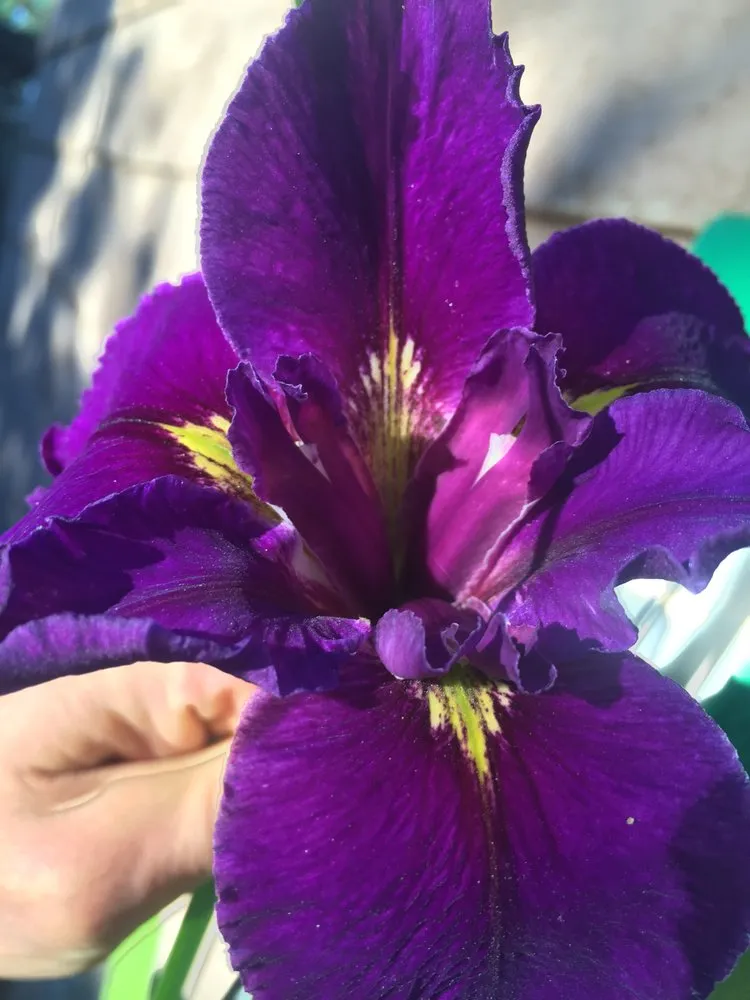 Affordable outdoor landscaping in Albuquerque, NM - Watercolors Aquatic Farms